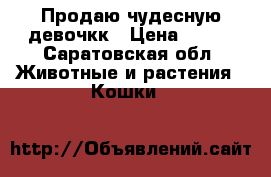 Продаю чудесную девочкк › Цена ­ 800 - Саратовская обл. Животные и растения » Кошки   